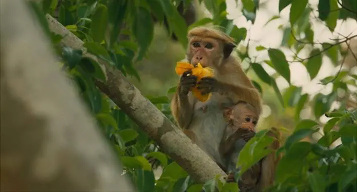 Disneynature's Monkey Kingdom features a true story about Maya and her son Kip, as they journey through life-changing choices. Read my full Disneynature's Monkey Kingdom Movie Review plus learn an interesting behind-the-scenes fact about the film you won't find anywhere else.