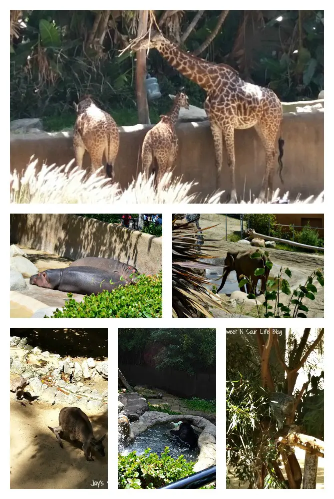 A fun visit to the Los Angelo&rsquo;s Zoo during my press trip with Disney. In celebration of the release of Disneynature&rsquo;s Monkey Kingdom, now available on DVD, Bluray, and 4k-ultra.