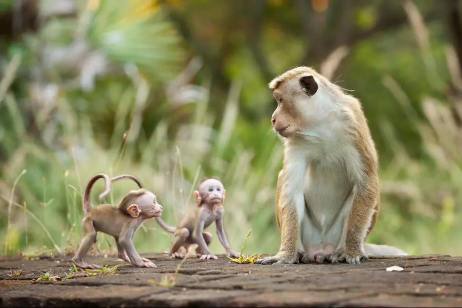 Disneynature's Monkey Kingdom features a true story about Maya and her son Kip, as they journey through life-changing choices. Read my full Disneynature's Monkey Kingdom Movie Review plus learn an interesting behind-the-scenes fact about the film you won't find anywhere else.