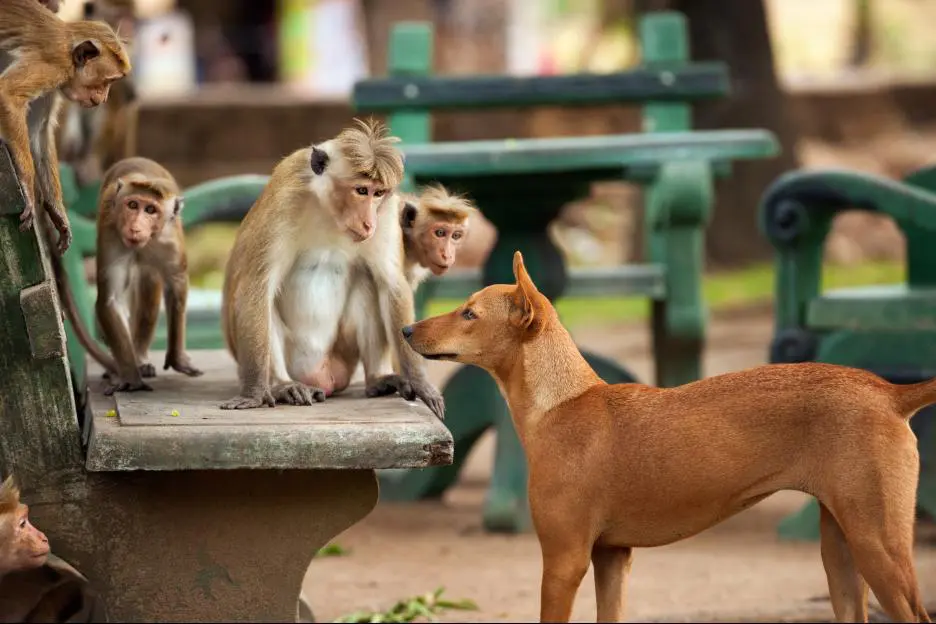 Disneynature's Monkey Kingdom features a true story about Maya and her son Kip, as they journey through life-changing choices. Read my full Disneynature's Monkey Kingdom Movie Review plus learn an interesting behind-the-scenes fact about the film you won't find anywhere else.