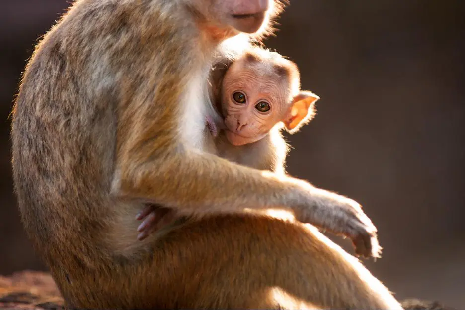 Disneynature's Monkey Kingdom features a true story about Maya and her son Kip, as they journey through life-changing choices. Read my full Disneynature's Monkey Kingdom Movie Review plus learn an interesting behind-the-scenes fact about the film you won't find anywhere else.