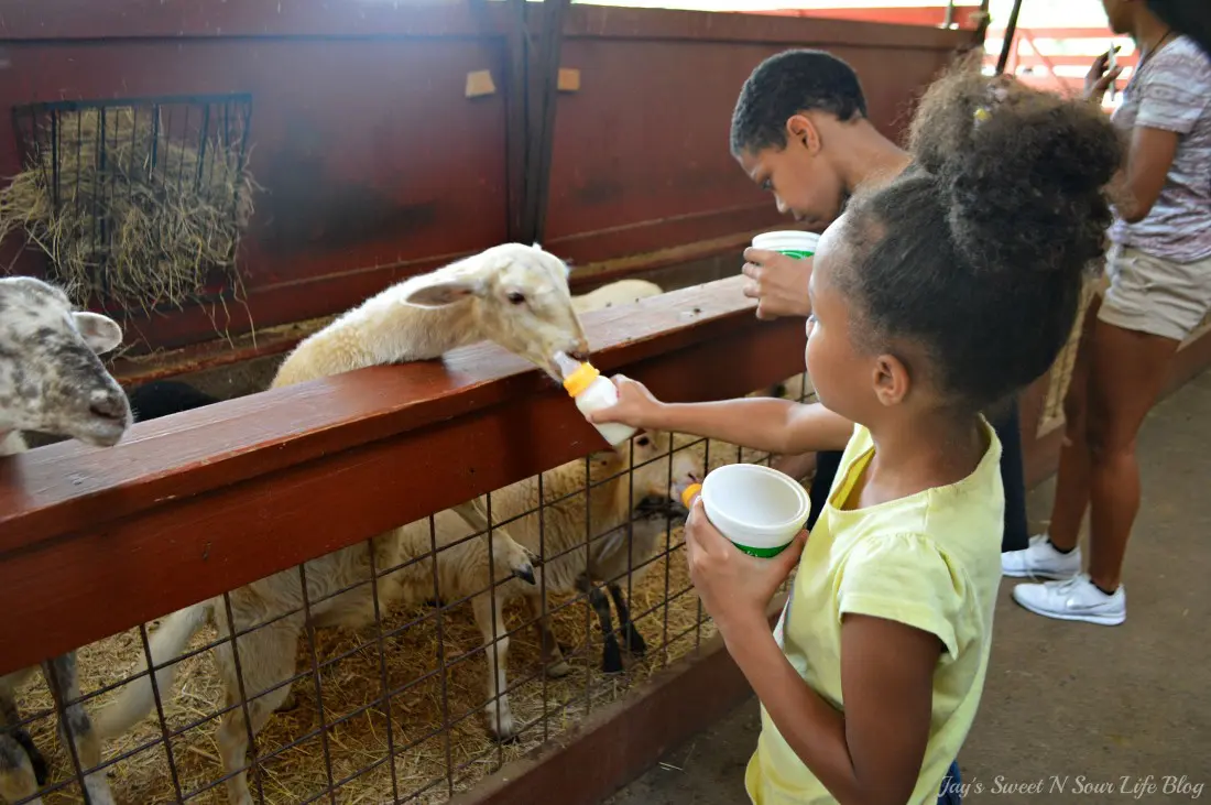 My kids and I are going Wild At The Reston Zoo, also known as Roer's Zoofari. Experience up-close encounters with 9 different species; from majestic bison, lovable llamas, and friendly fallow deer, and more. Enjoy feeding and petting sheep, goats, zebu, and many more barnyard favorites!