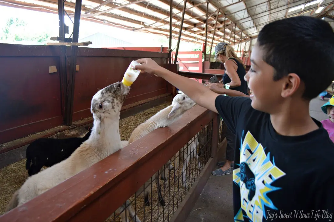 My kids and I are going Wild At The Reston Zoo, also known as Roer's Zoofari. Experience up-close encounters with 9 different species; from majestic bison, lovable llamas, and friendly fallow deer, and more. Enjoy feeding and petting sheep, goats, zebu, and many more barnyard favorites!