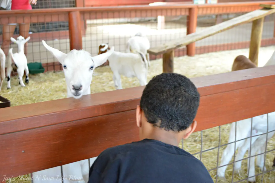 My kids and I are going Wild At The Reston Zoo, also known as Roer's Zoofari. Experience up-close encounters with 9 different species; from majestic bison, lovable llamas, and friendly fallow deer, and more. Enjoy feeding and petting sheep, goats, zebu, and many more barnyard favorites!