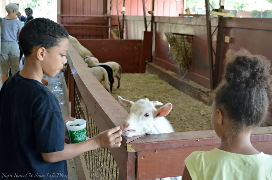 My kids and I are going Wild At The Reston Zoo, also known as Roer's Zoofari. Experience up-close encounters with 9 different species; from majestic bison, lovable llamas, and friendly fallow deer, and more. Enjoy feeding and petting sheep, goats, zebu, and many more barnyard favorites!