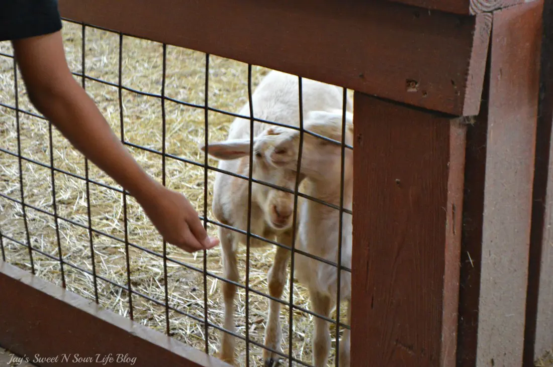 My kids and I are going Wild At The Reston Zoo, also known as Roer's Zoofari. Experience up-close encounters with 9 different species; from majestic bison, lovable llamas, and friendly fallow deer, and more. Enjoy feeding and petting sheep, goats, zebu, and many more barnyard favorites!