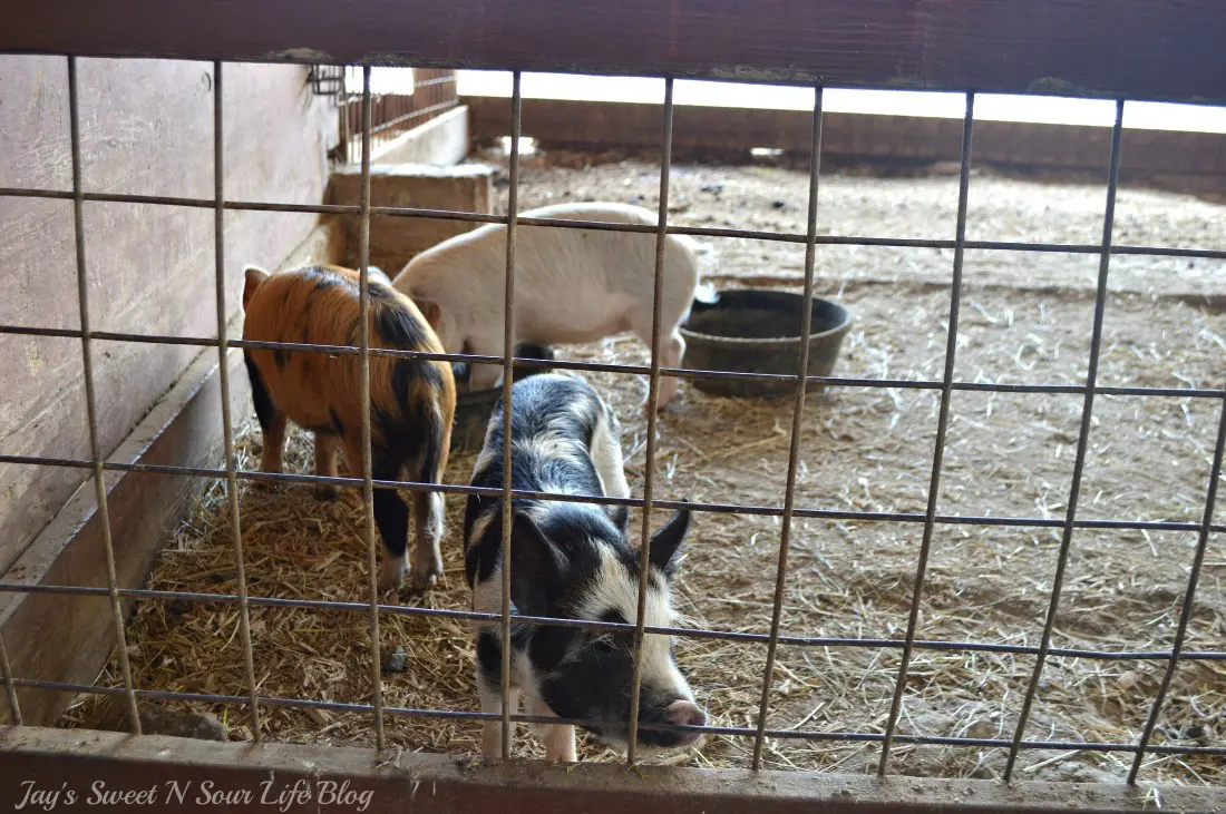 My kids and I are going Wild At The Reston Zoo, also known as Roer's Zoofari. Experience up-close encounters with 9 different species; from majestic bison, lovable llamas, and friendly fallow deer, and more. Enjoy feeding and petting sheep, goats, zebu, and many more barnyard favorites!