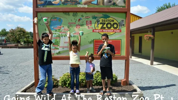 My kids and I are going Wild At The Reston Zoo, also known as Roer's Zoofari. Experience up-close encounters with 9 different species; from majestic bison, lovable llamas, and friendly fallow deer, and more. Enjoy feeding and petting sheep, goats, zebu, and many more barnyard favorites!