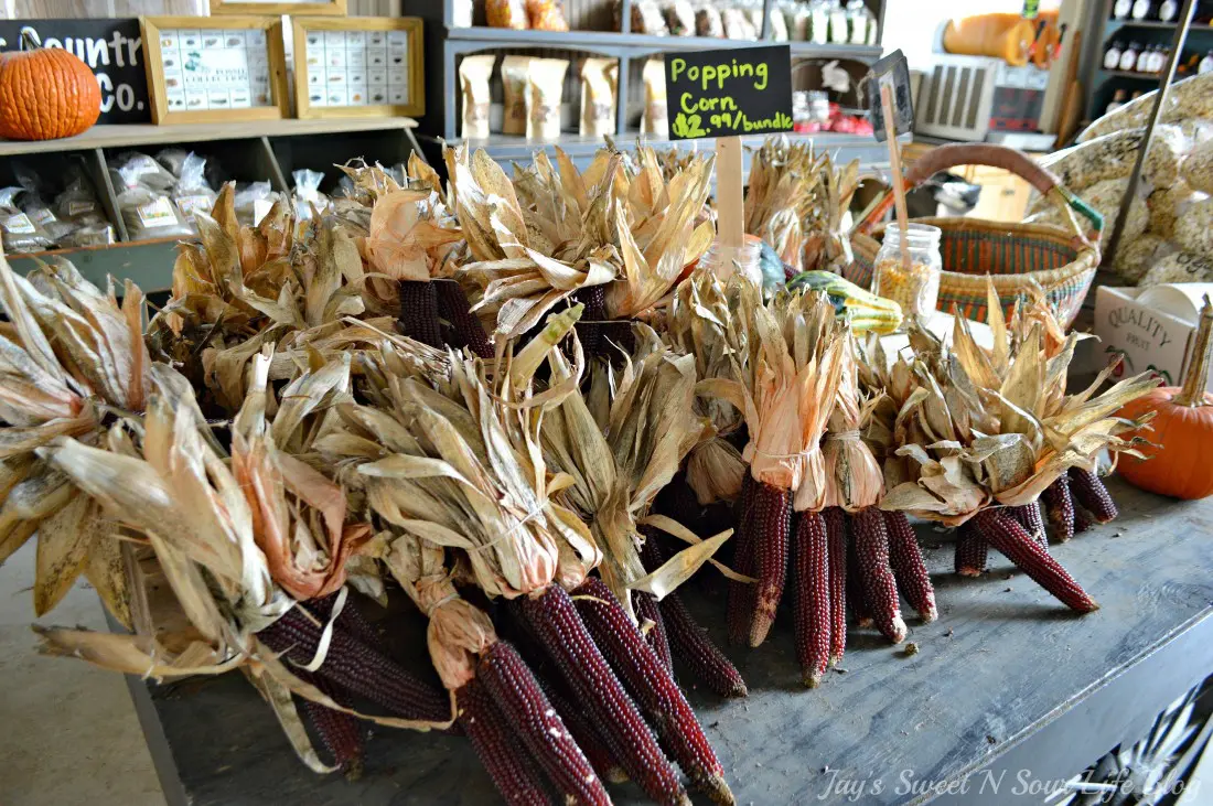 Get a Taste Of Farm Life at Great Country Farms all year round. Located in Bluemont, Virginia, this 400-acre farm hosts year-round events that offer up-close encounters with farm animals, special activities, delicious food, corn mazes, and more!