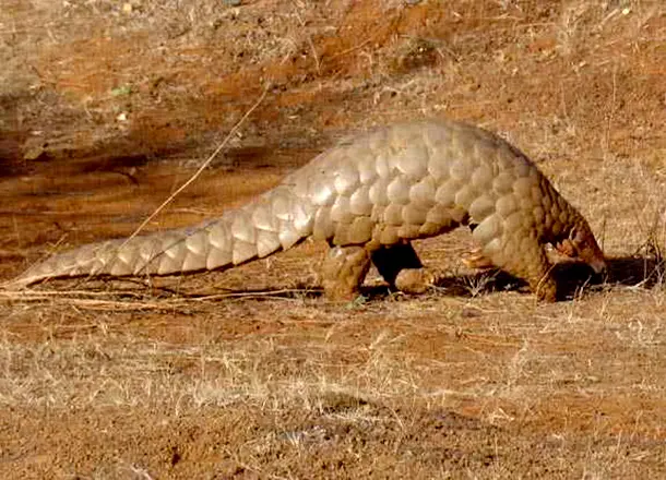Did you know that these cute artichoke-looking creatures were recently featured in Disney&rsquo;s Jungle Book movie? In the movie, you get a quick glimpse at this timid animal that has become #1 on the world&rsquo;s most critically endangered mammal list.