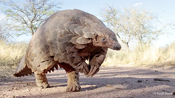 In Disney's newest film The Jungle Book, there is a quick glimpse at the Pangolin. A timid artichoke-looking animal, which has quickly become #1 on the world's most critically endangered mammal list. Learn more about how you can take action to raise awareness about this endangered species.