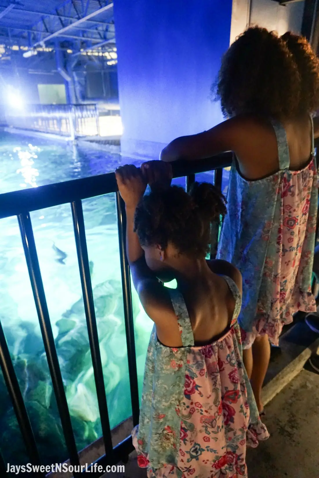 Sea Life - Visit Cabarrus County - Behind The Scenes Tank View. A Large Families Adventure Guide To Cabarrus County - North Carolina - via JaysSweetNSourLife.com.