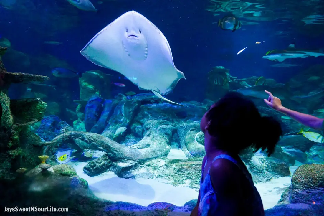 Sea Life - Visit Cabarrus County - Tank Sting Ray Little Girl. A Large Families Adventure Guide To Cabarrus County - North Carolina - via JaysSweetNSourLife.com.