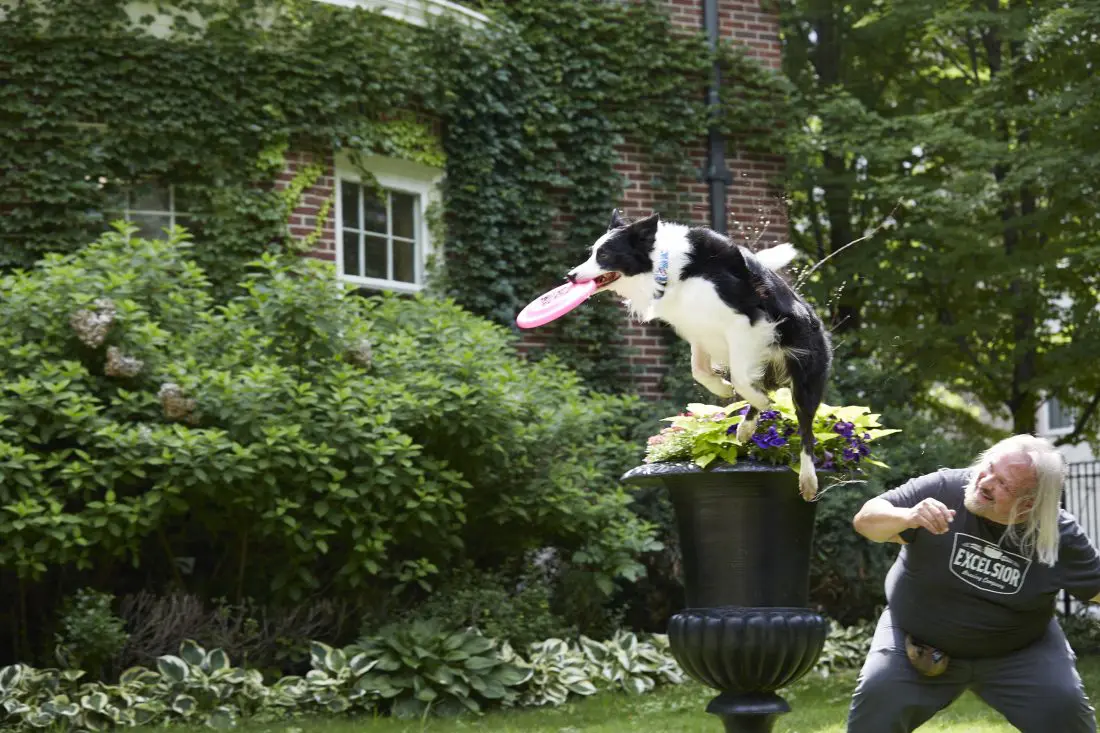 Best Buy Photography Workshop Dog Jumping. Best Buy is offering photography workshop tours and in store workshops for aspiring photographers.