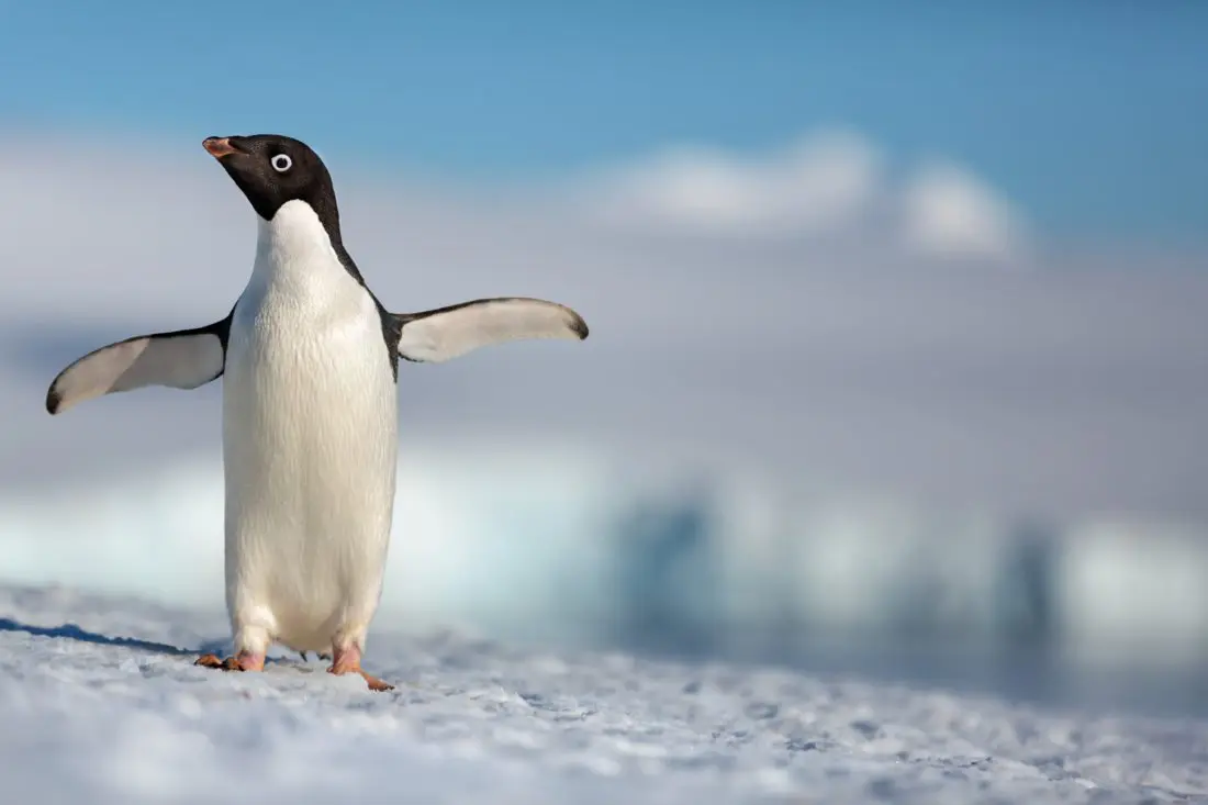 Disneynature Penguins. Disneynature&rsquo;s all-new feature film &ldquo;Penguins&rdquo; is a coming-of-age story about&nbsp;an&nbsp;Ad&eacute;lie penguin&nbsp;named Steve who joins millions of fellow&nbsp;males&nbsp;in the icy Antarctic&nbsp;spring&nbsp;on a quest to build a suitable nest, find a life partner and start a family.