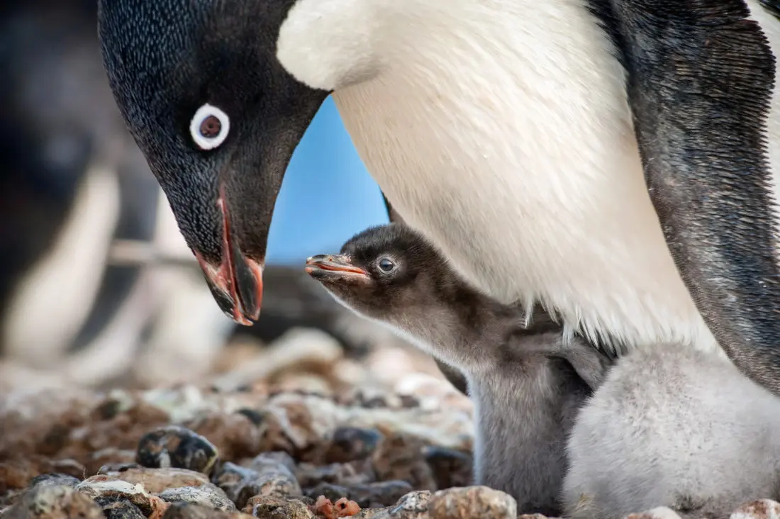 Disneynature "Penguins". Disneynature&rsquo;s all-new feature film &ldquo;Penguins&rdquo; is a coming-of-age story about&nbsp;an&nbsp;Ad&eacute;lie penguin&nbsp;named Steve who joins millions of fellow&nbsp;males&nbsp;in the icy Antarctic&nbsp;spring&nbsp;on a quest to build a suitable nest, find a life partner and start a family.