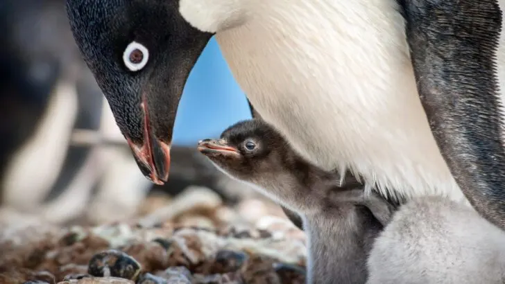 Disneynature 