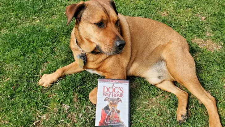 A Dogs Way Home DVD Release Beau. A Dog's Way Home Film is now available on DVD and Digital everywhere. This touching film shares Bella's heartwarming adventure as she embarks on an epic 400-mile journey back home.