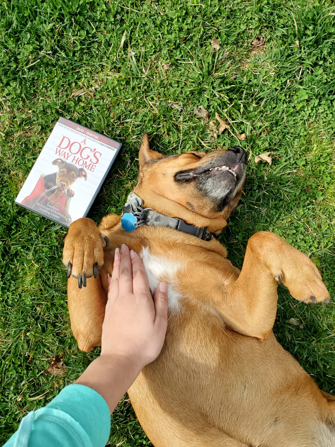 A Dog's Way Home DVD Release Beau. A Dog's Way Home Film is now available on DVD and Digital everywhere. This touching film shares Bella's heartwarming adventure as she embarks on an epic 400-mile journey back home.