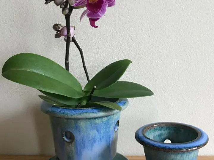 Image for Orchid Pot With Holes: Oak Mone