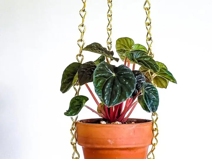 Image for Small Brass Gold Chain Plant Hanger Metal Hanging Planter