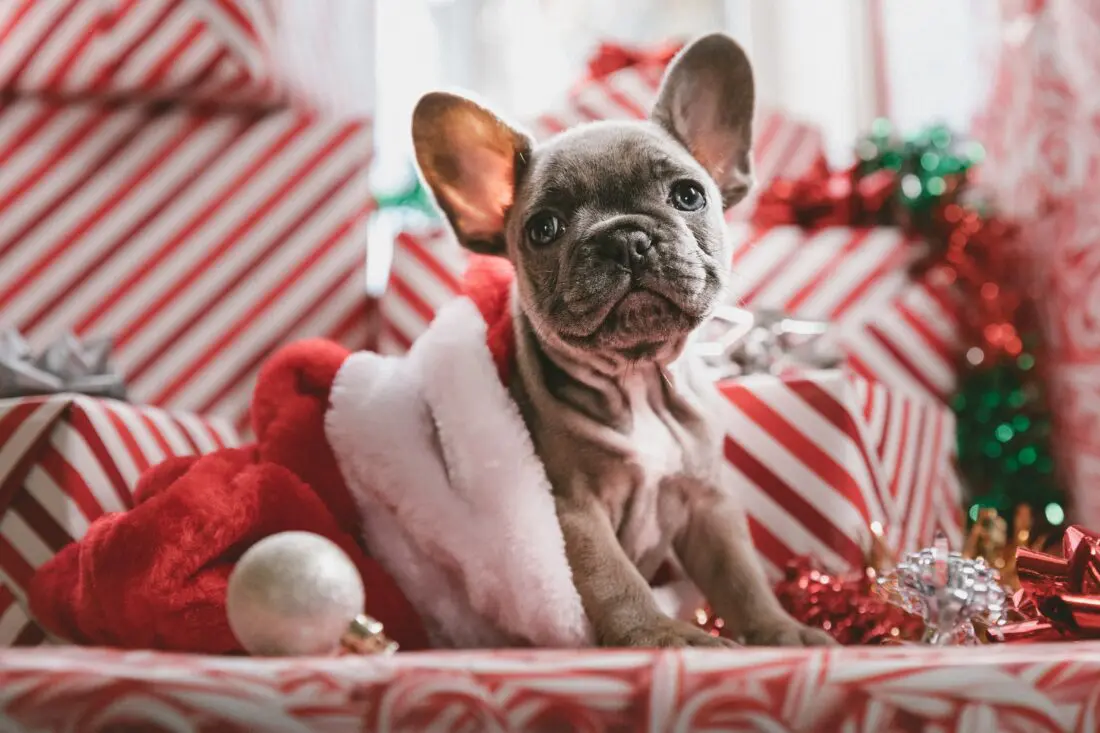 The holiday season is upon us and in just a few short weeks we will be celebrating Christmas! I have partnered with some amazing companies this holiday season to bring you an ultimate list of must-haves in my 2019 Holiday Gift Guide For Pets.