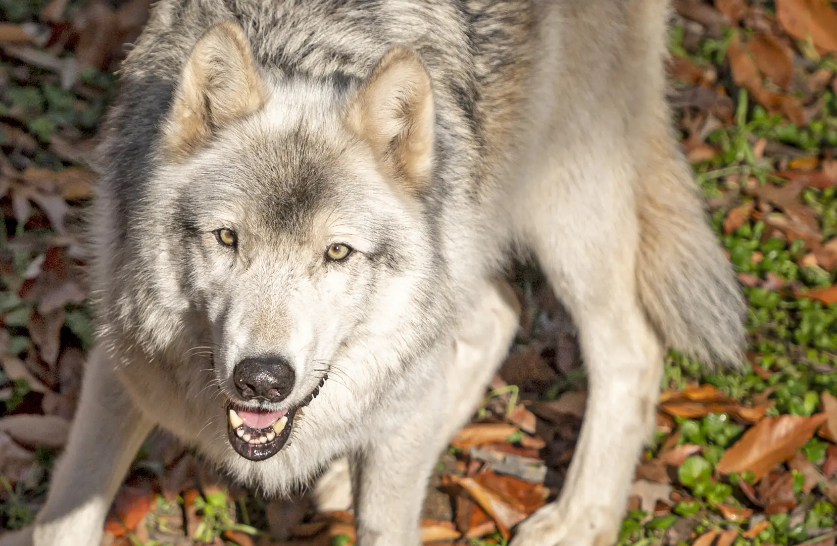 BGW_2020_ChristmasCelebration. Enjoy the new Busch Gardens Williamsburg 2021 special events that offer socially distanced fun and entertainment all year long. Busch Gardens will be the place for all things fun, new, and safe in 2021.