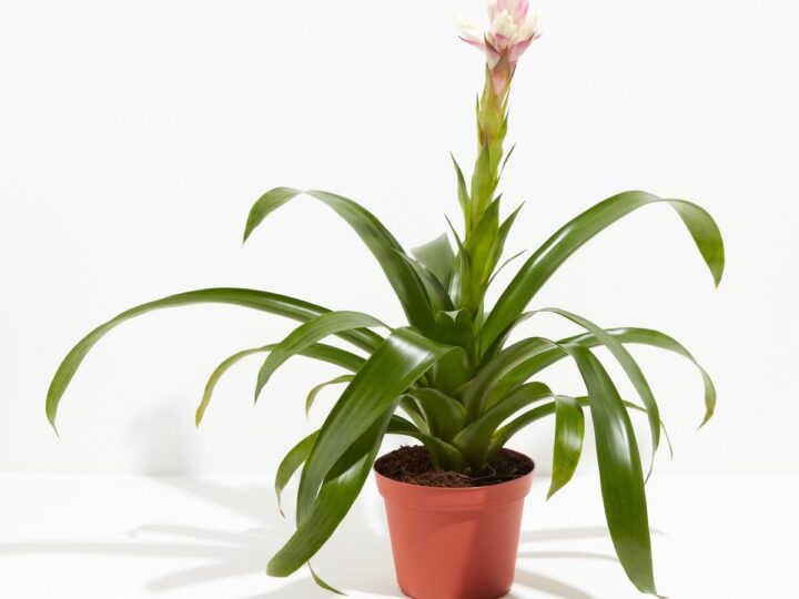 Image for 'Priscilla' Guzmania Bromeliad
