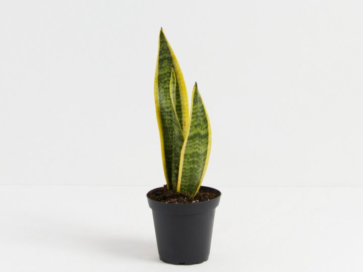 Image for Variegated Laurentii Snake PlantSmall